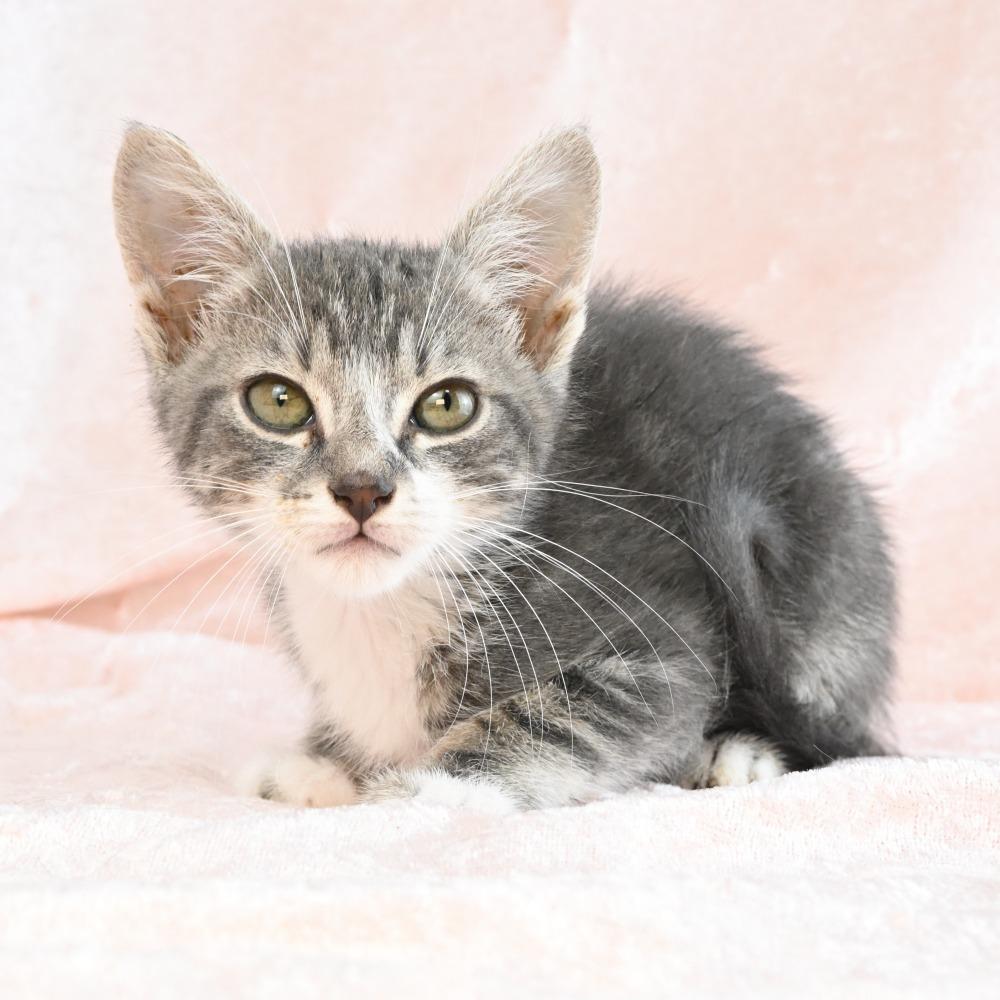 Hopper, a Adoptable Domestic Short Hair in Mobile, AL image 2/6