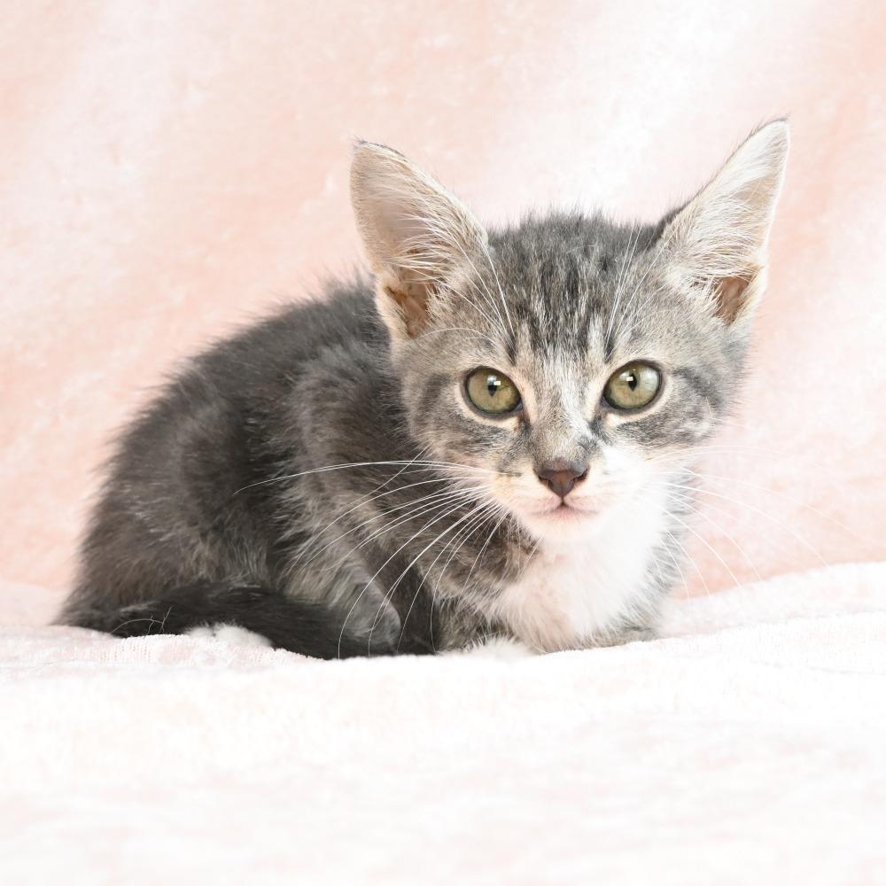 Hopper, a Adoptable Domestic Short Hair in Mobile, AL image 3/6