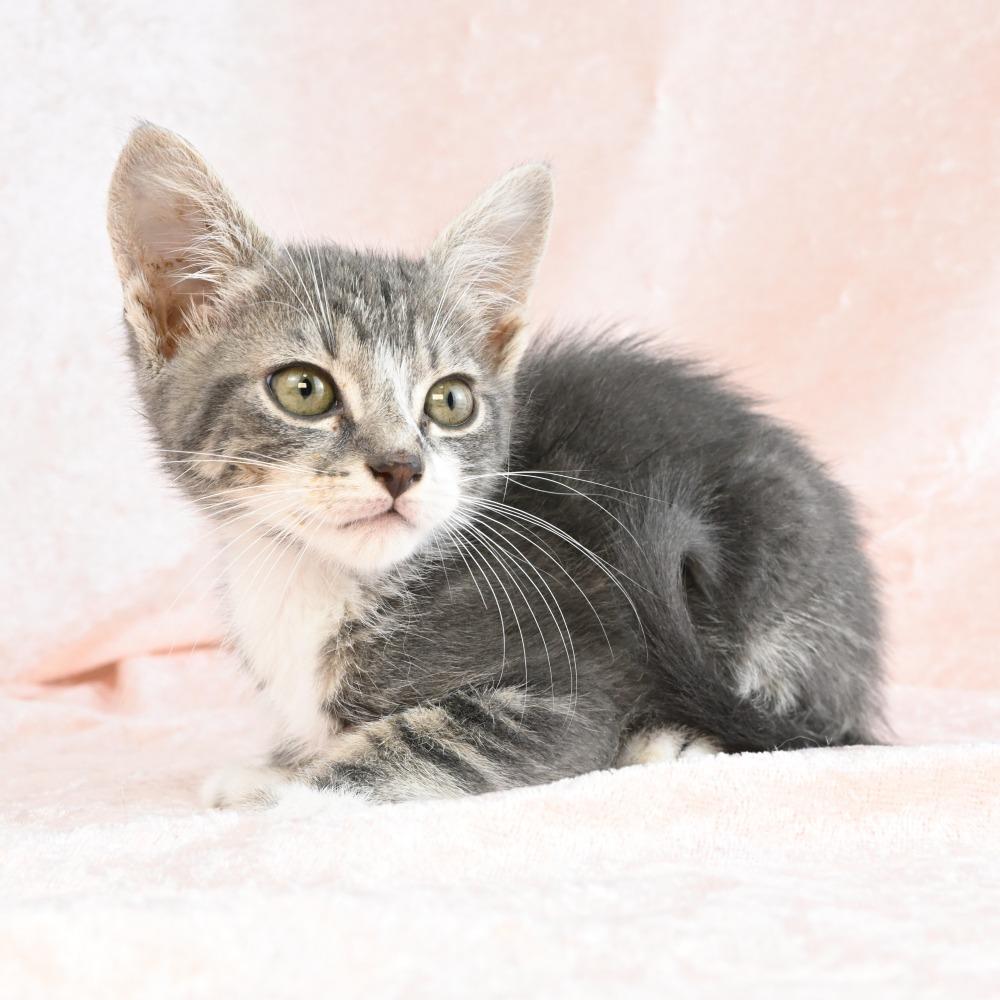 Hopper, a Adoptable Domestic Short Hair in Mobile, AL image 4/6