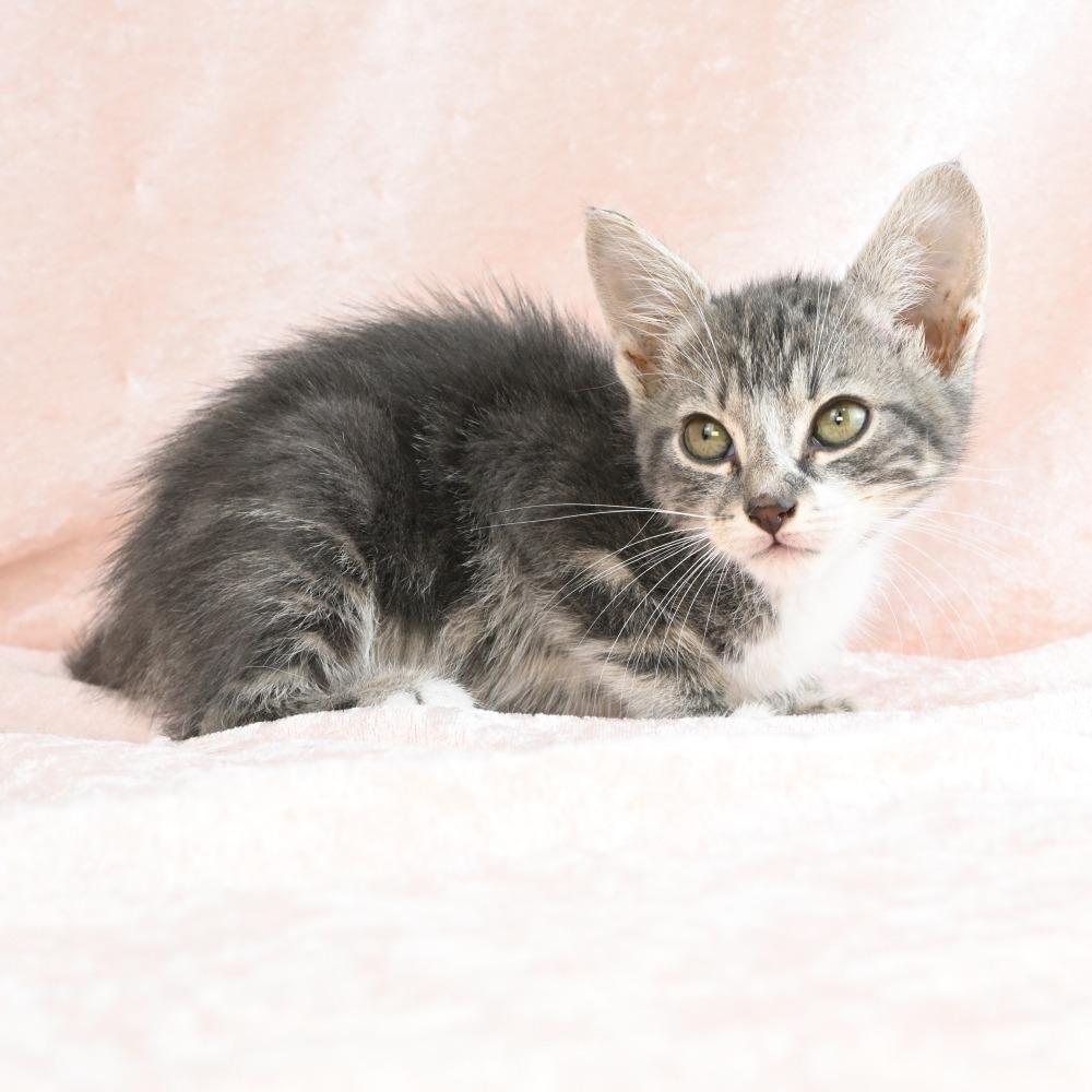 Hopper, a Adoptable Domestic Short Hair in Mobile, AL image 5/6