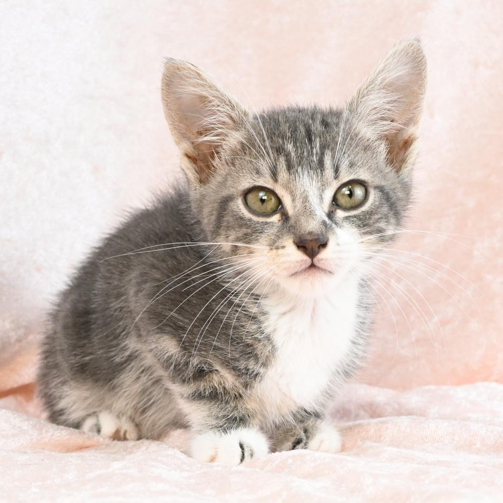 Hopper, a Adoptable Domestic Short Hair in Mobile, AL image 6/6