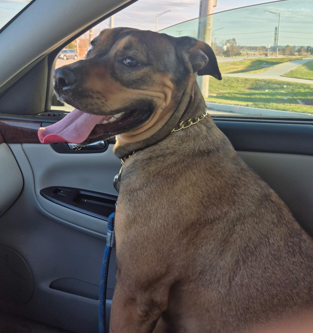 Enlarge Rocky, a Adoptable mixed breed in Huntley, IL image 1/1