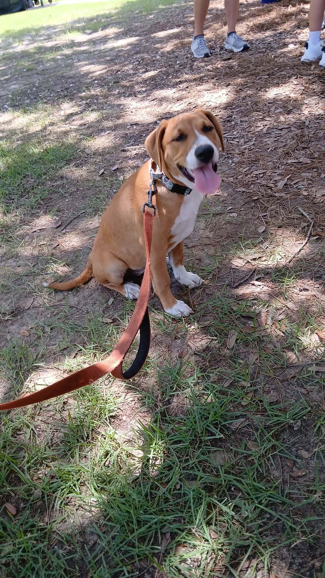Enlarge Mia, a ADOPTABLE mixed breed in Southington, CT image 4/5