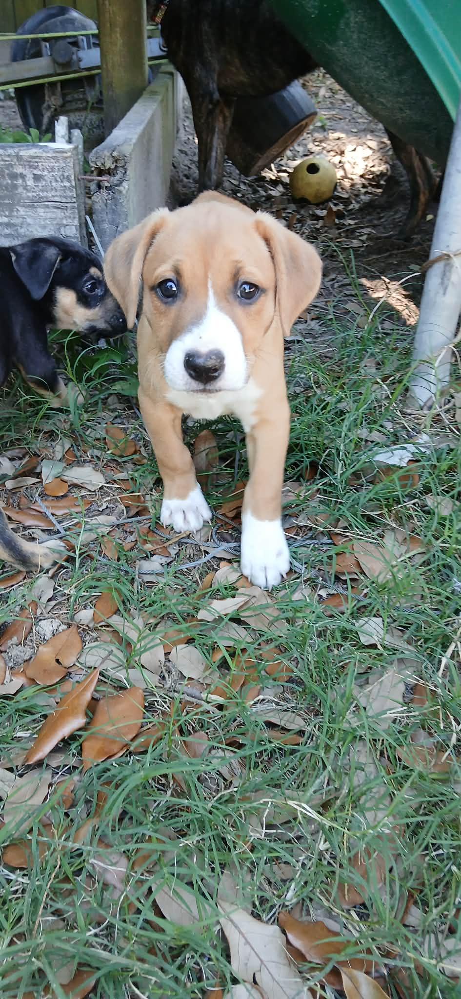 Mia, ADOPTABLE, Puppy Female Labrador Retriever & Hound.