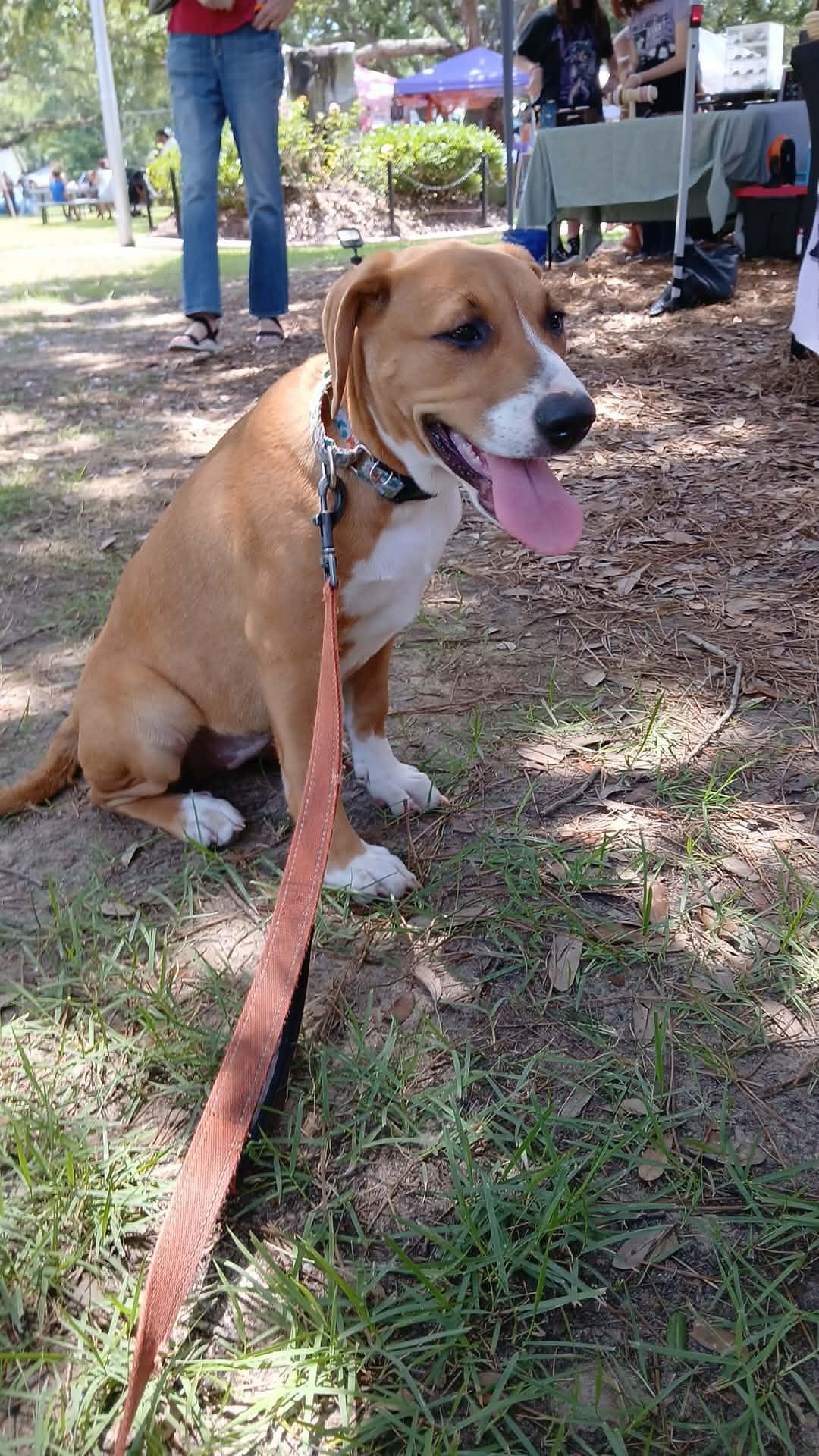 Enlarge Mia, a ADOPTABLE mixed breed in Southington, CT image 2/5