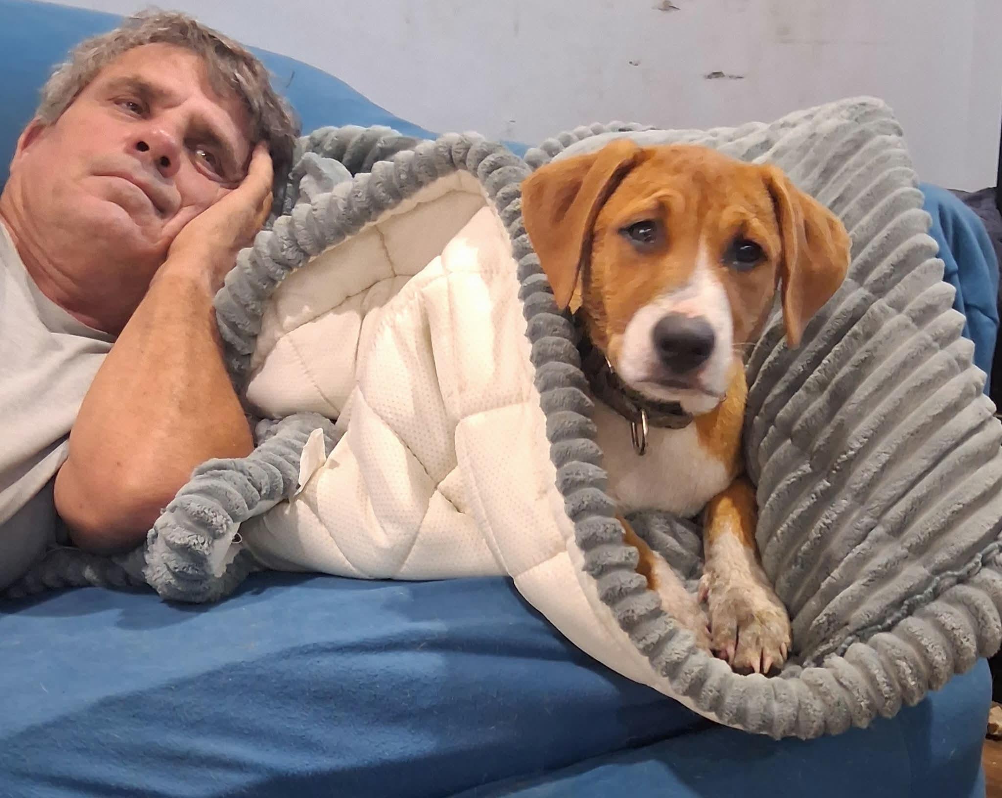 Mia, ADOPTABLE, Puppy Female Labrador Retriever & Hound.