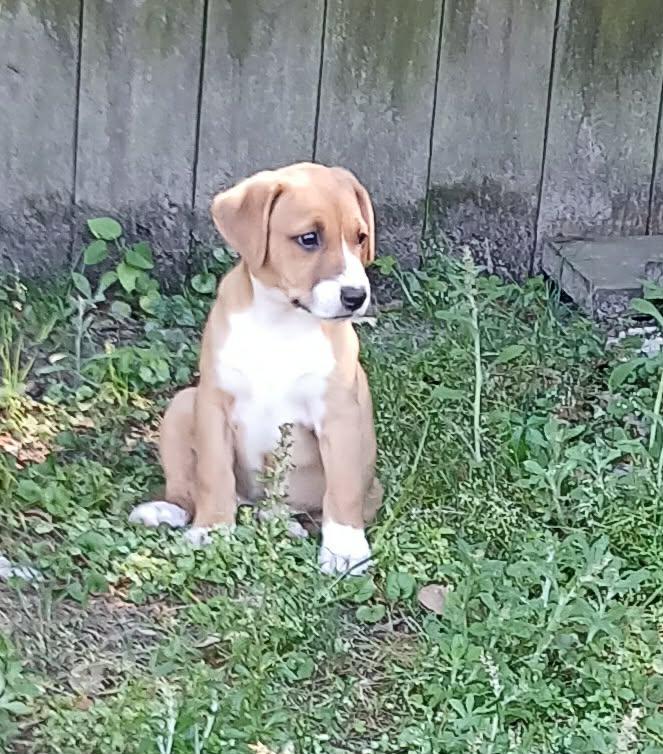Mia, a ADOPTABLE mixed breed in Southington, CT image 2/4