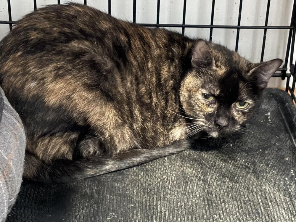 Mimosa JN (Taylors Petsmart Adoption Center), Adoptable, Adult Female Domestic Short Hair.