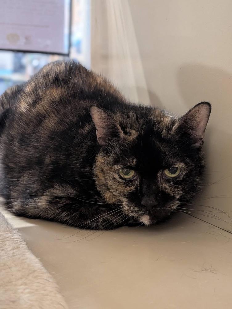 Mimosa JN (Taylors Petsmart Adoption Center), a Adoptable Domestic Short Hair in Greenville, SC image 2/2