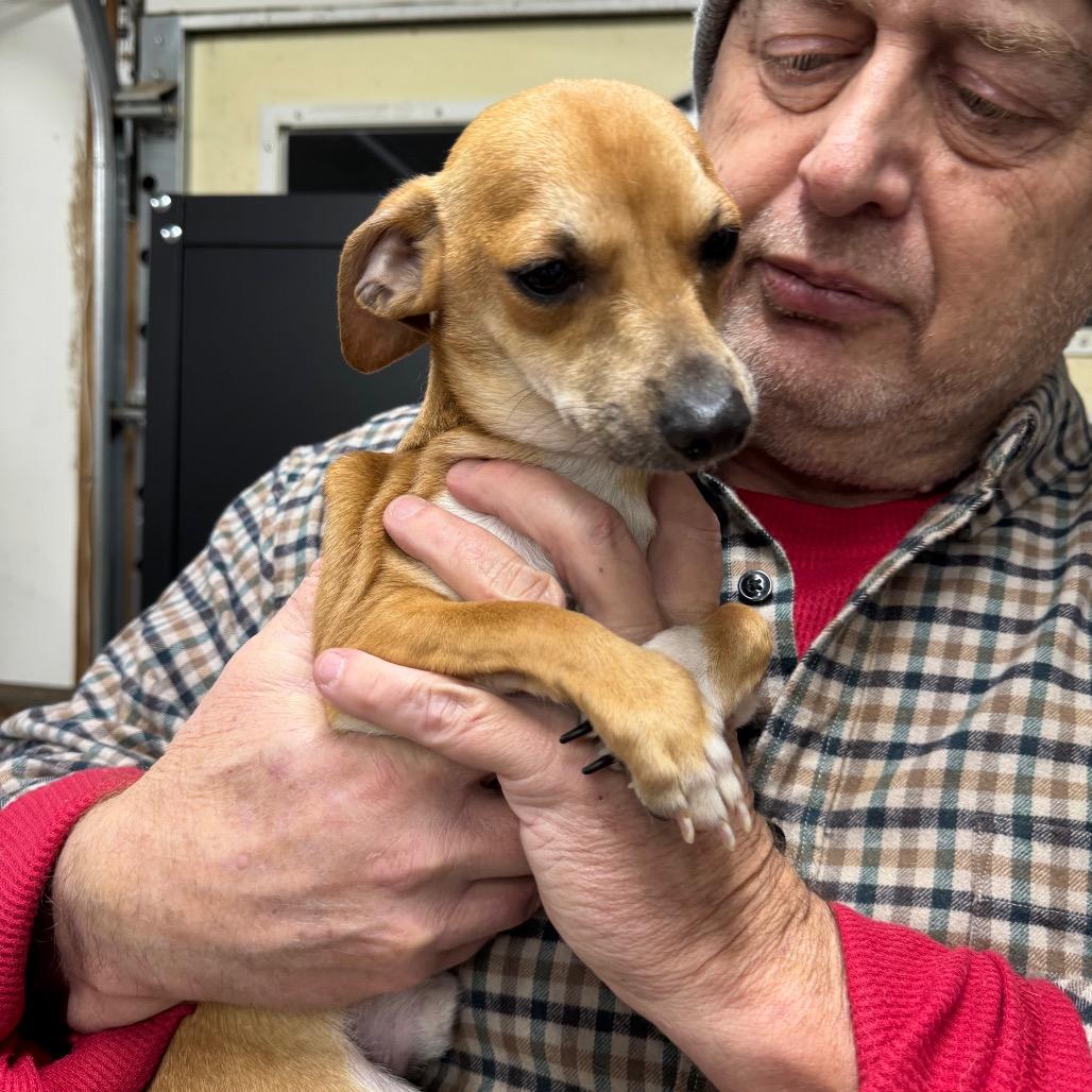 Enlarge Iggy, an adopted mixed breed in Blue Ridge, GA image 1/1