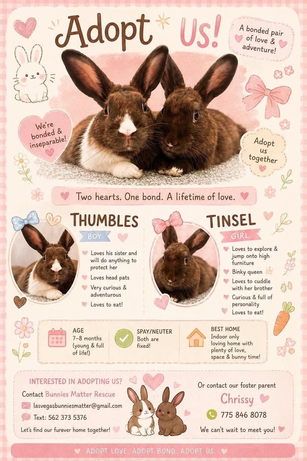 Thumbles & Tinsel, adopted, Young Female Bunny Rabbit.