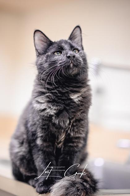 Blackberry, Adoptable, Kitten Female Domestic Long Hair & Domestic Short Hair.