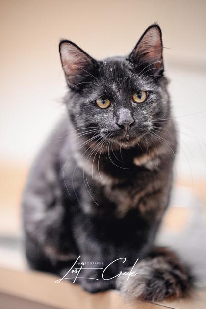 Blackberry, Adoptable, Kitten Female Domestic Long Hair & Domestic Short Hair.