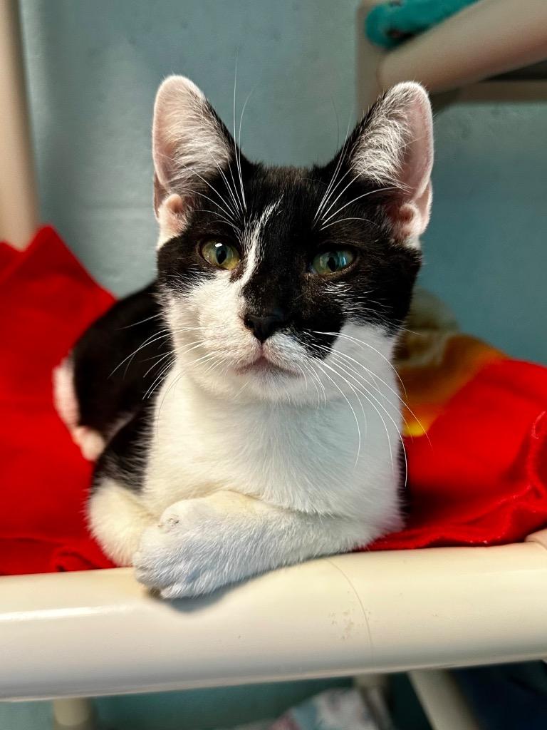 Oswald, a Adoptable mixed breed in Cape Coral, FL image 1/3