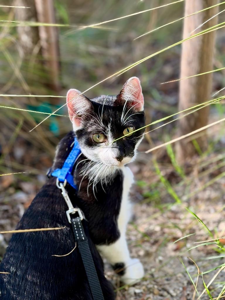 Oswald, a Adoptable mixed breed in Cape Coral, FL image 2/3