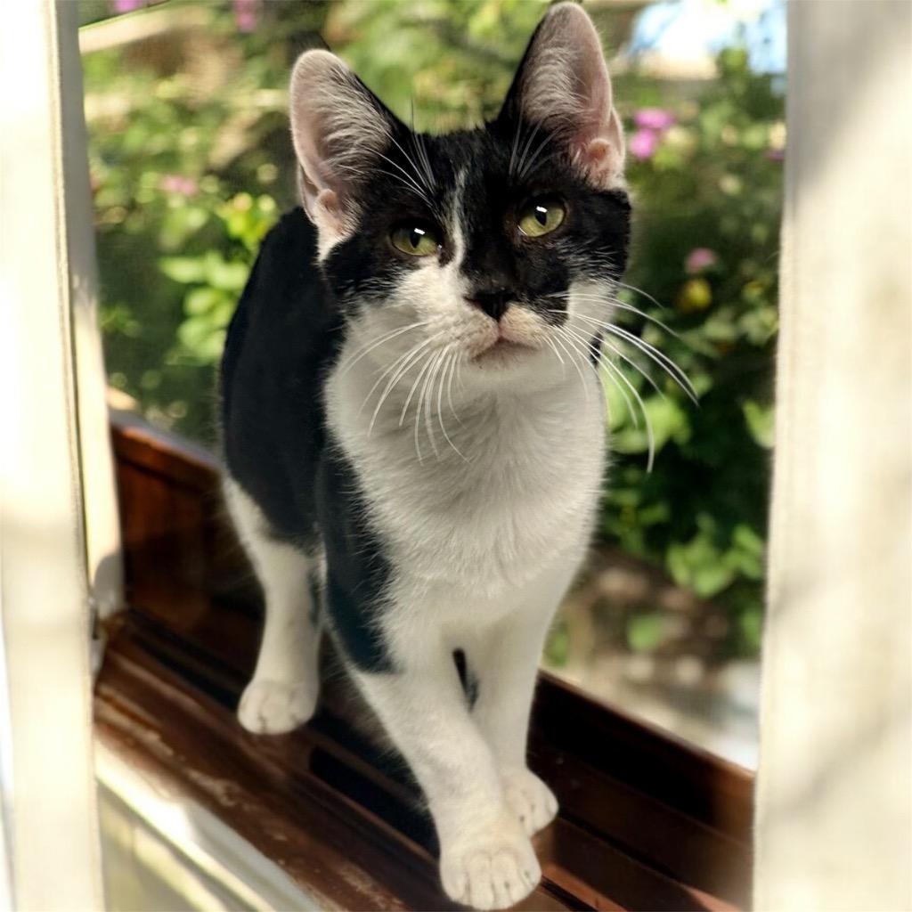 Oswald, a Adoptable mixed breed in Cape Coral, FL image 3/3