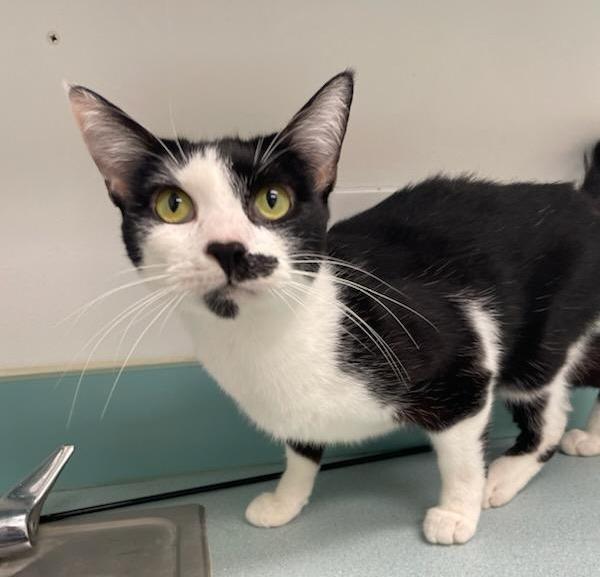 Enlarge Angel, a Adoptable mixed breed in South Bend, IN image 1/5