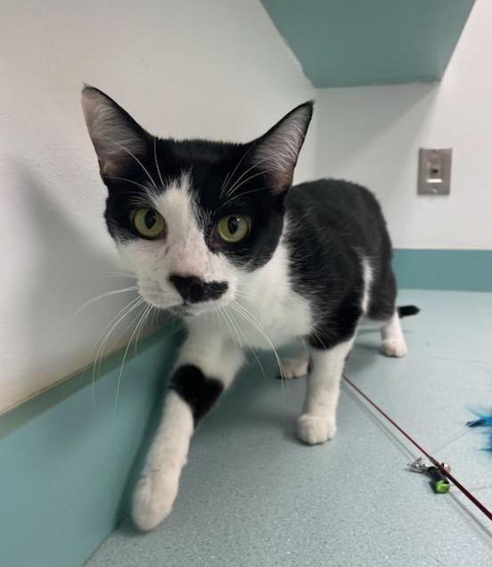 Enlarge Angel, a Adoptable mixed breed in South Bend, IN image 3/5