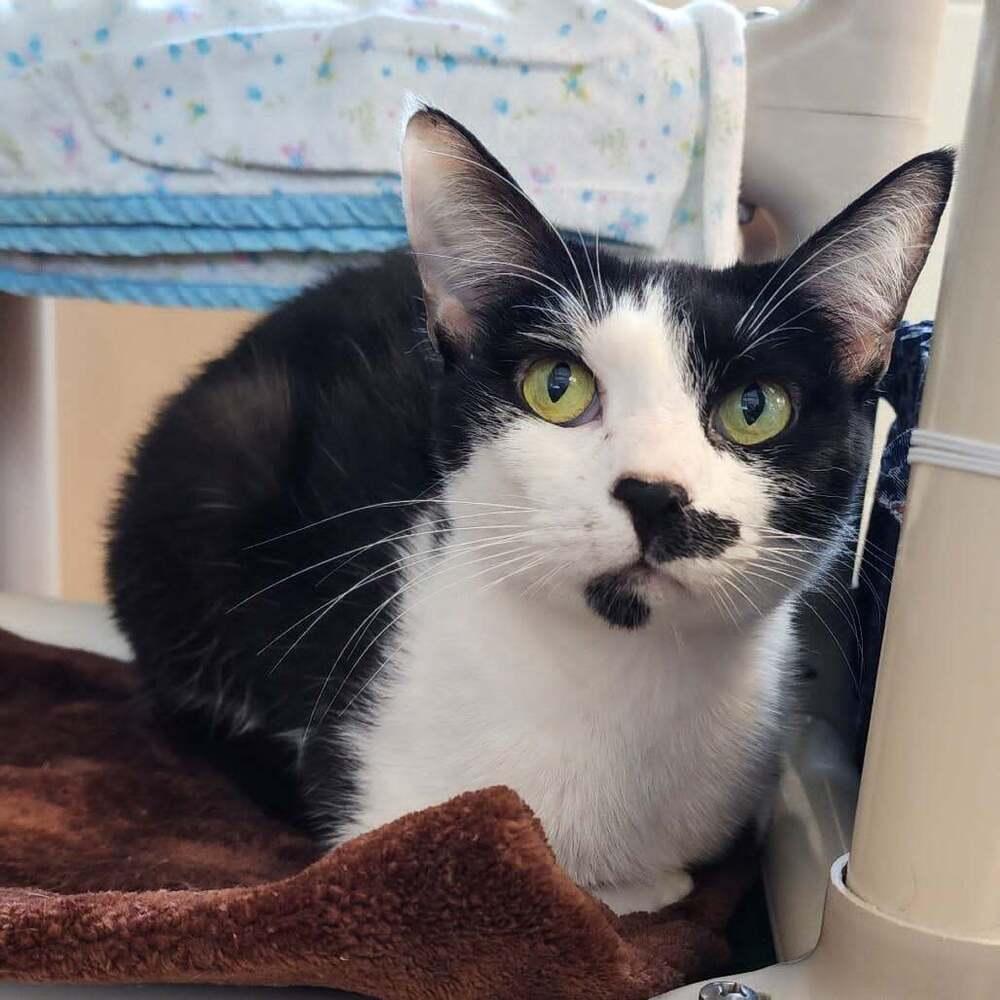 Enlarge Angel, a Adoptable mixed breed in South Bend, IN image 4/5