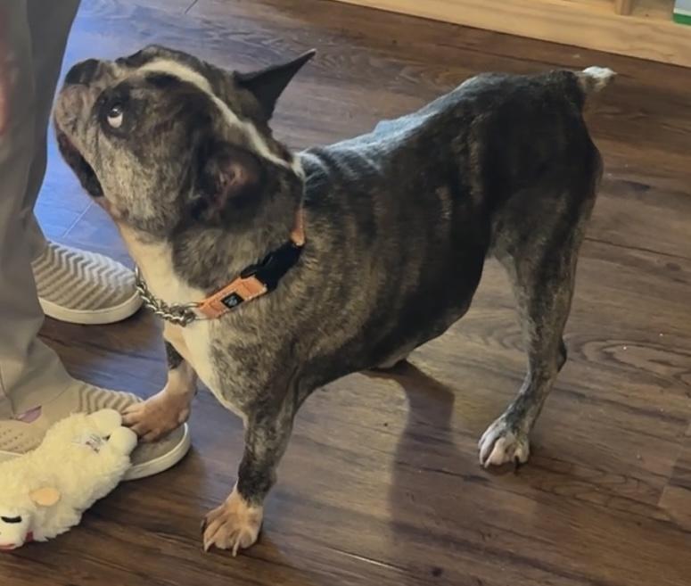 Hercules, a Adoptable French Bulldog in Beaverton, OR image 4/4