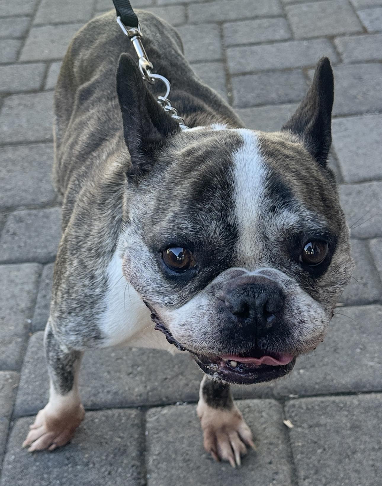 Hercules, a Adoptable French Bulldog in Beaverton, OR image 3/4