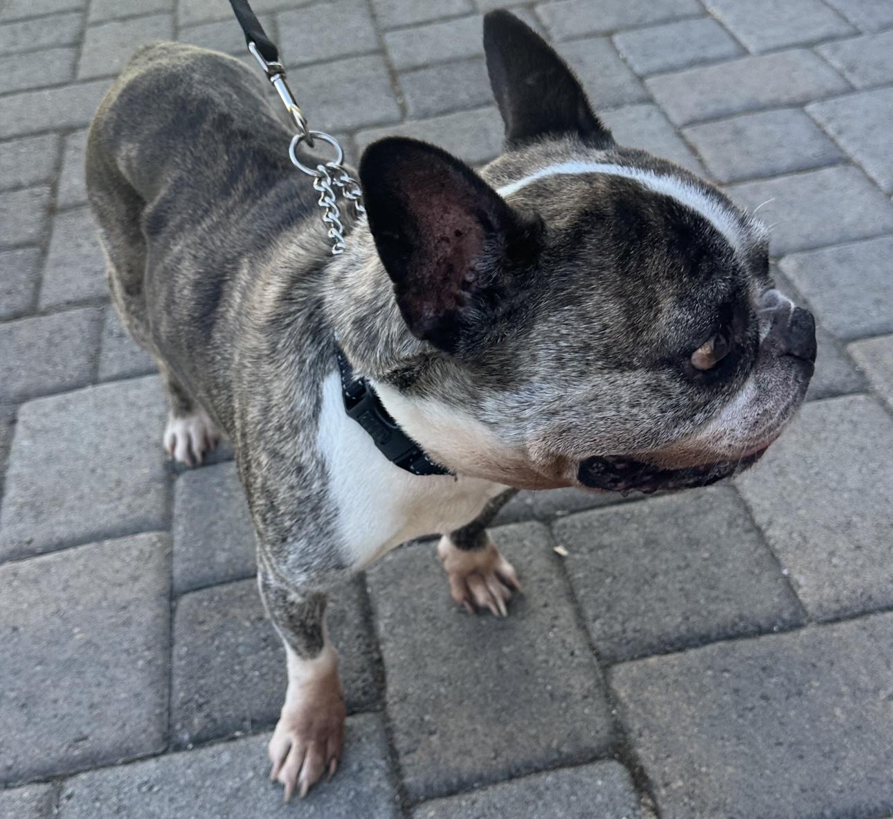 Hercules, a Adoptable French Bulldog in Beaverton, OR image 2/4