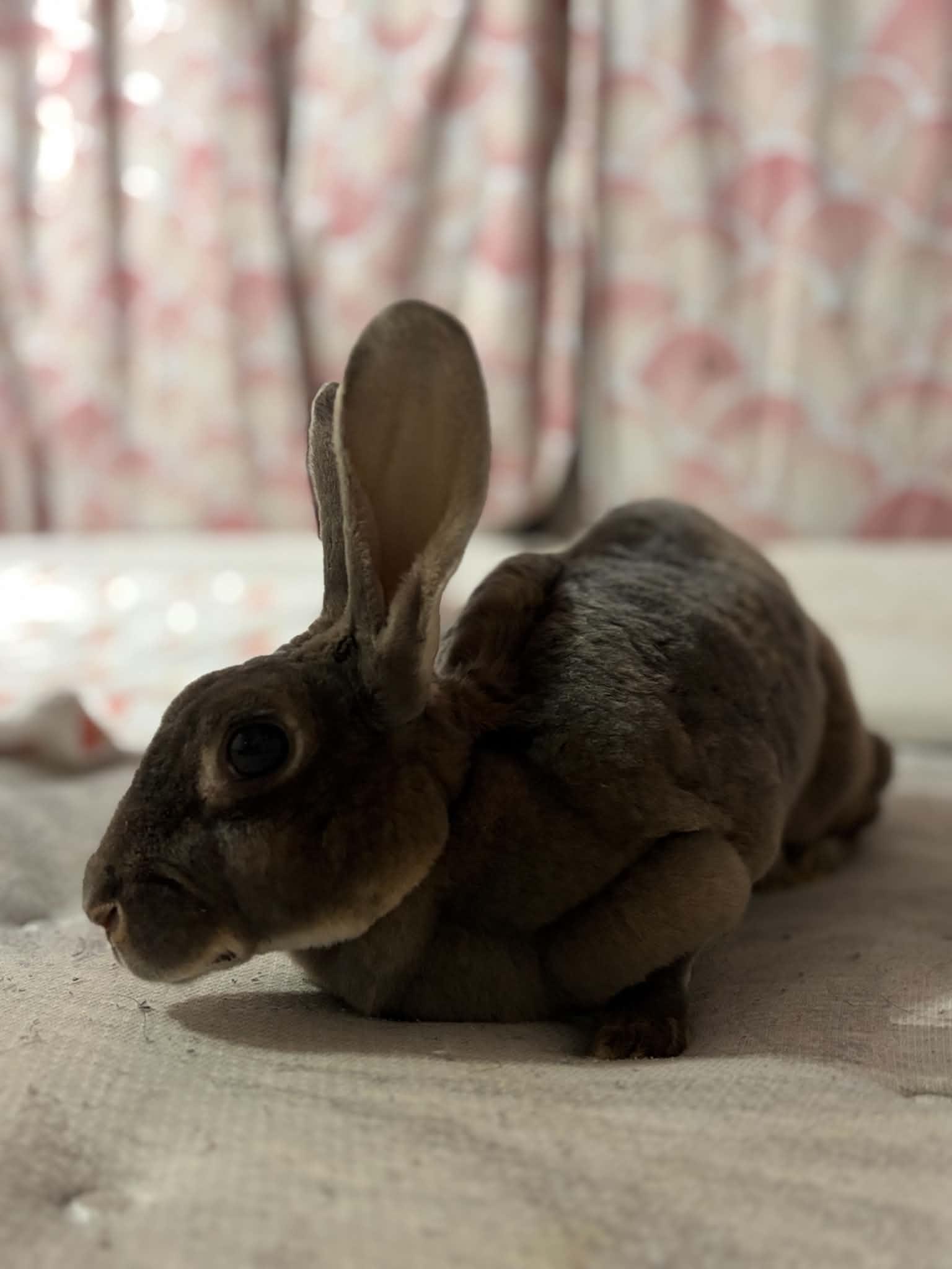 Daisy, a ADOPTABLE Bunny Rabbit in Fulton, NY image 2/5