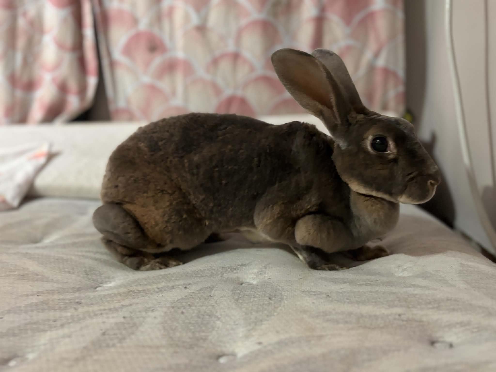 Daisy, a ADOPTABLE Bunny Rabbit in Fulton, NY image 5/5