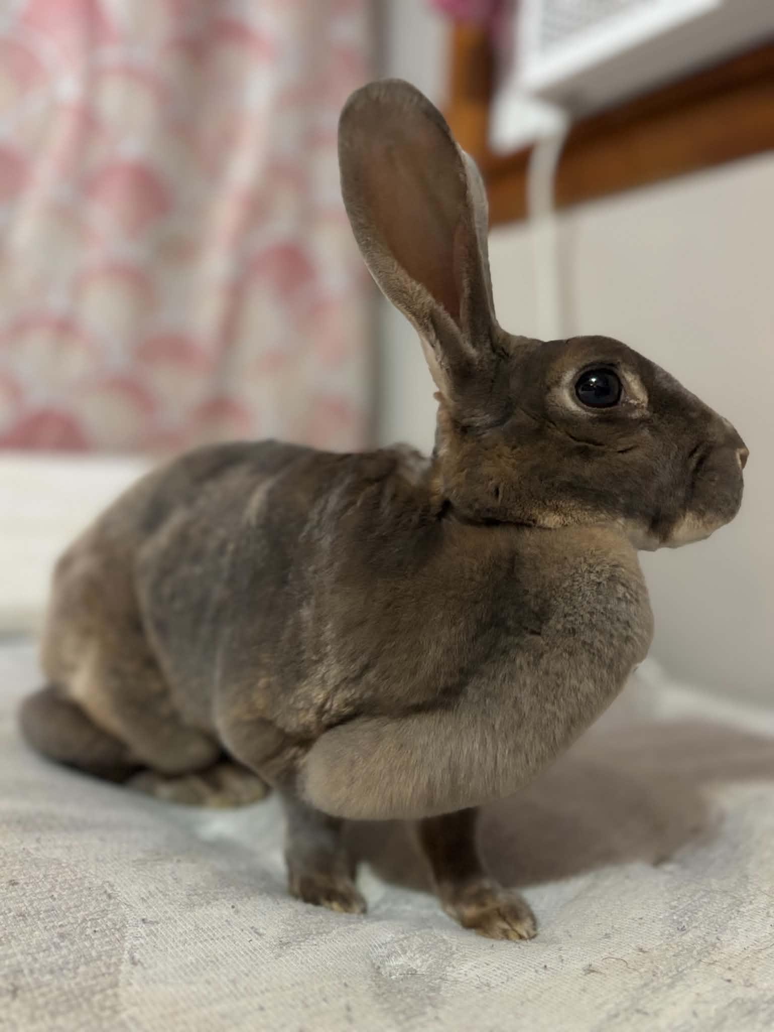 Daisy, a ADOPTABLE Bunny Rabbit in Fulton, NY image 3/5