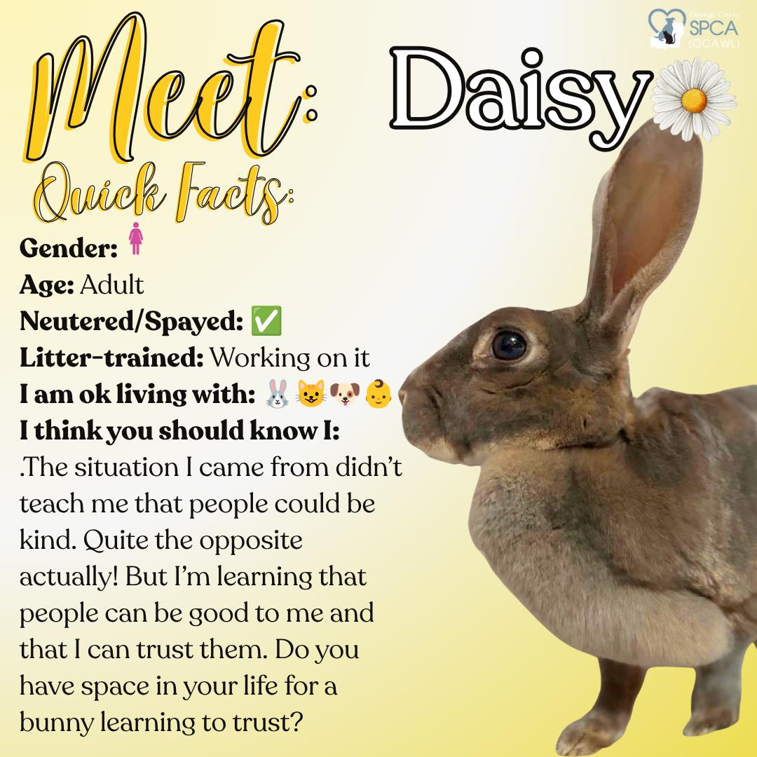 Daisy, a ADOPTABLE Bunny Rabbit in Fulton, NY image 1/5