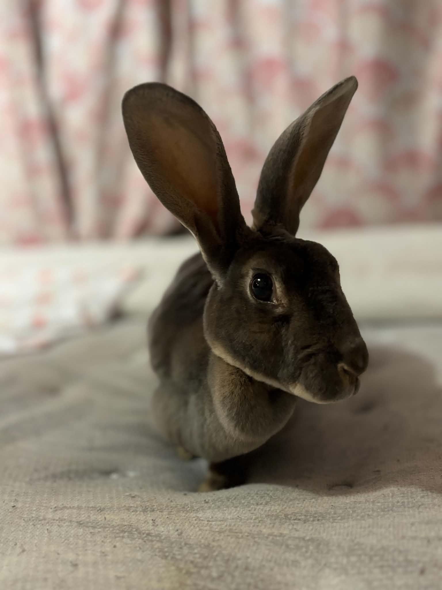 Daisy, a ADOPTABLE Bunny Rabbit in Fulton, NY image 4/5