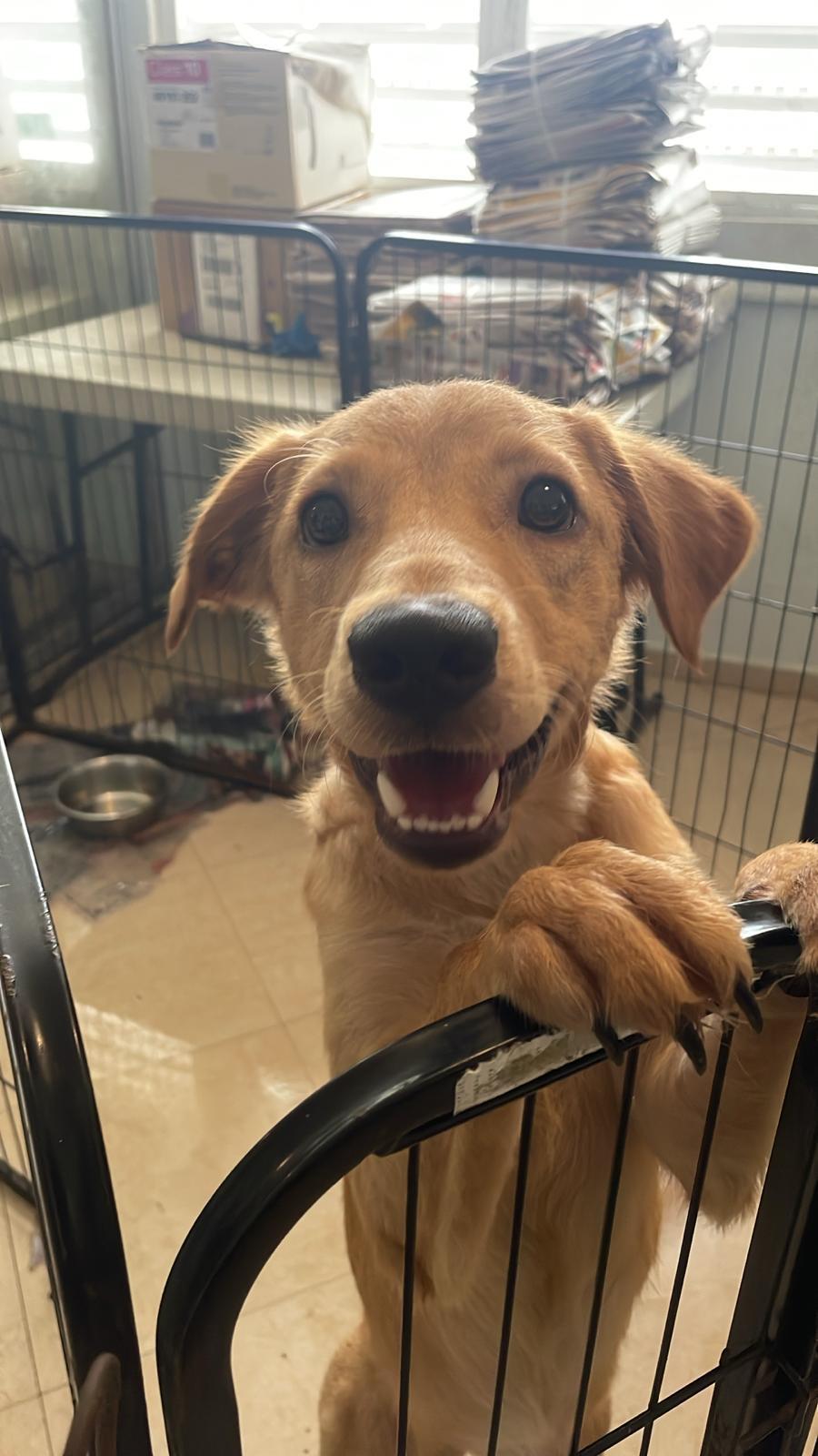 Enlarge Daisy, a Adoptable mixed breed in Loiza, PR image 1/6