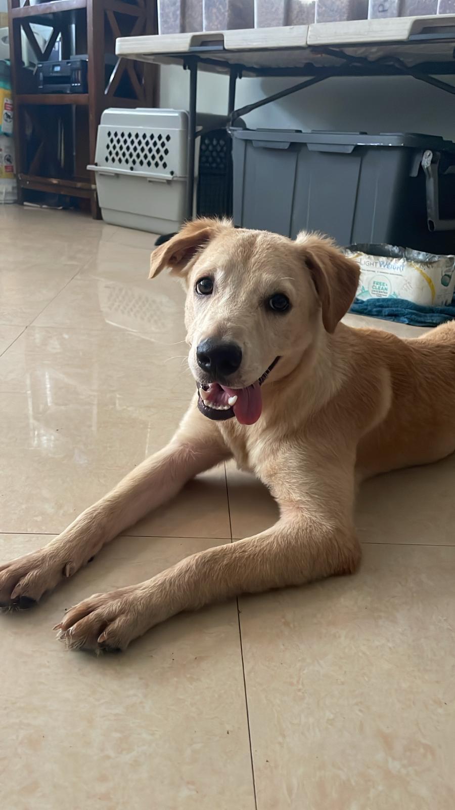 Enlarge Daisy, a Adoptable mixed breed in Loiza, PR image 2/6