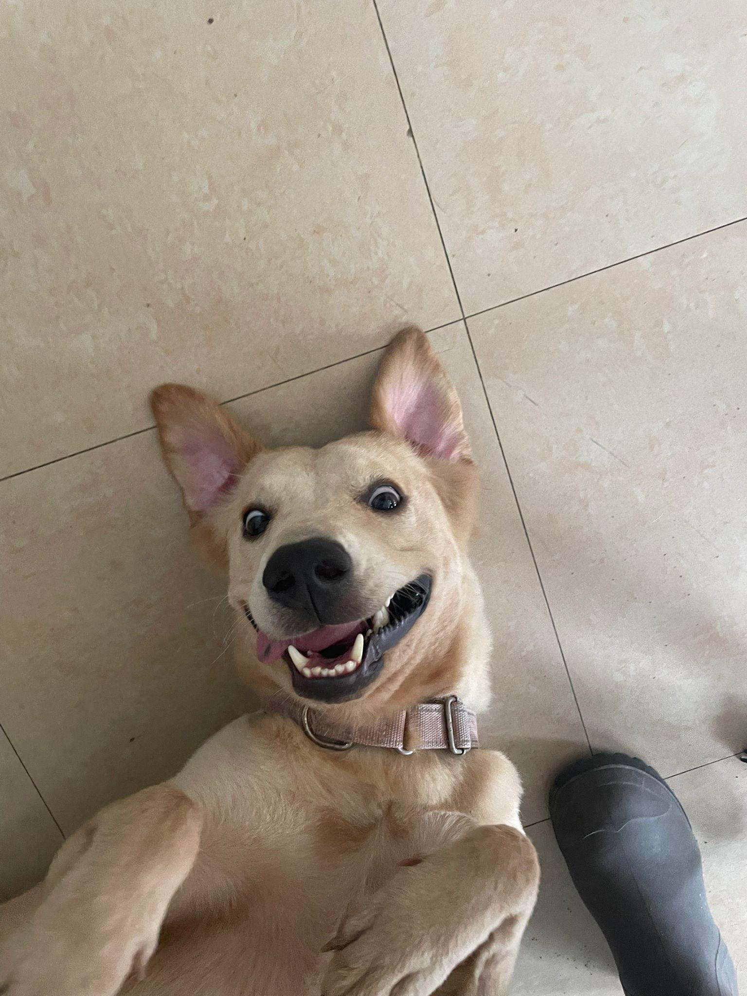 Enlarge Daisy, a Adoptable mixed breed in Loiza, PR image 3/6