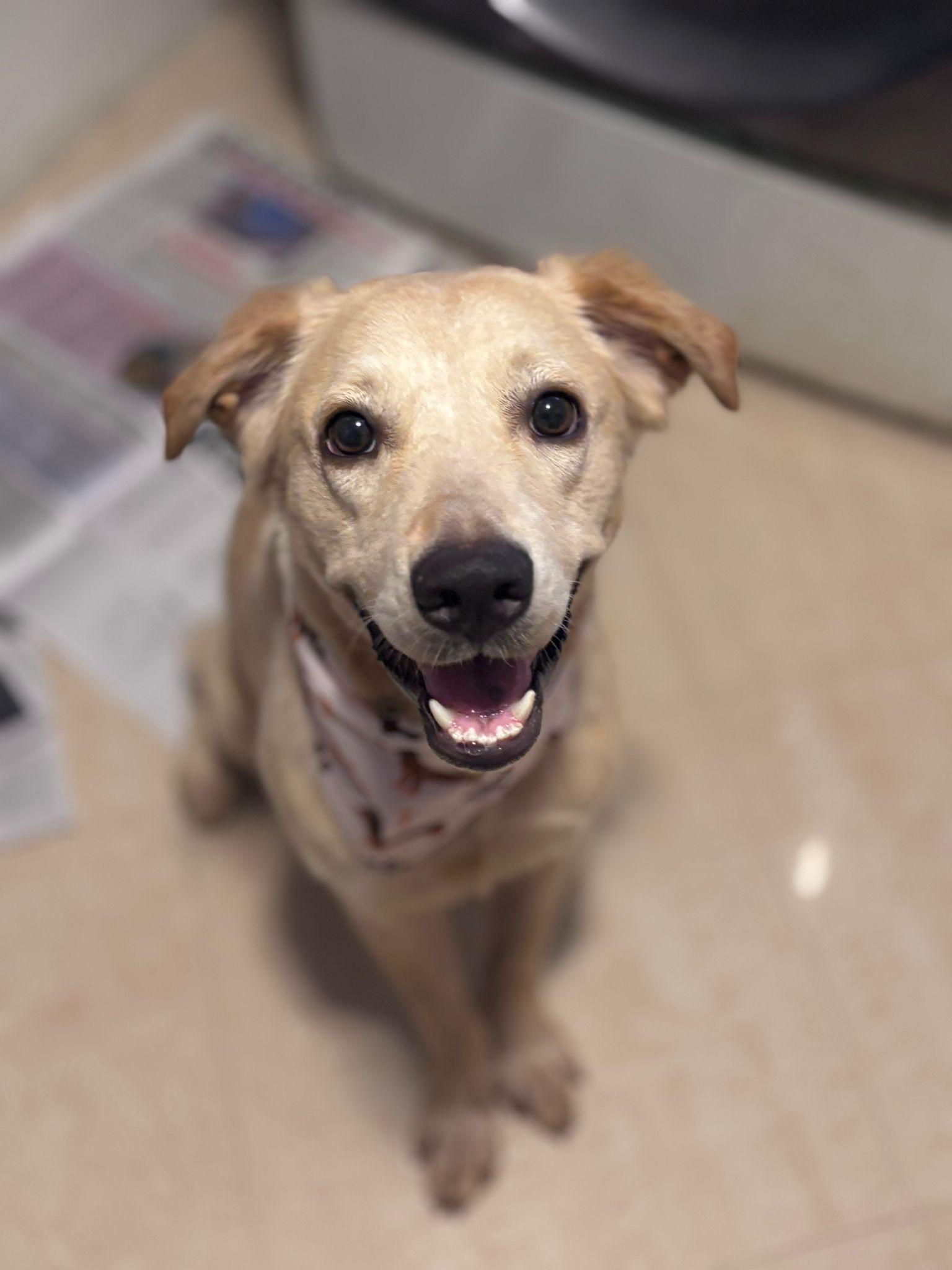 Enlarge Daisy, a Adoptable mixed breed in Loiza, PR image 4/6