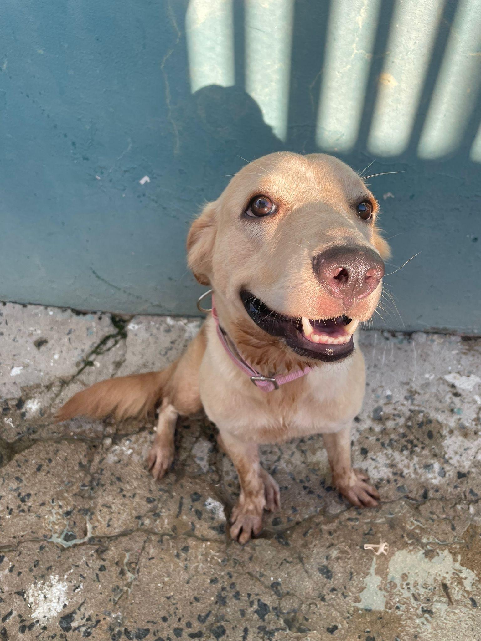 Enlarge Daisy, a Adoptable mixed breed in Loiza, PR image 5/6