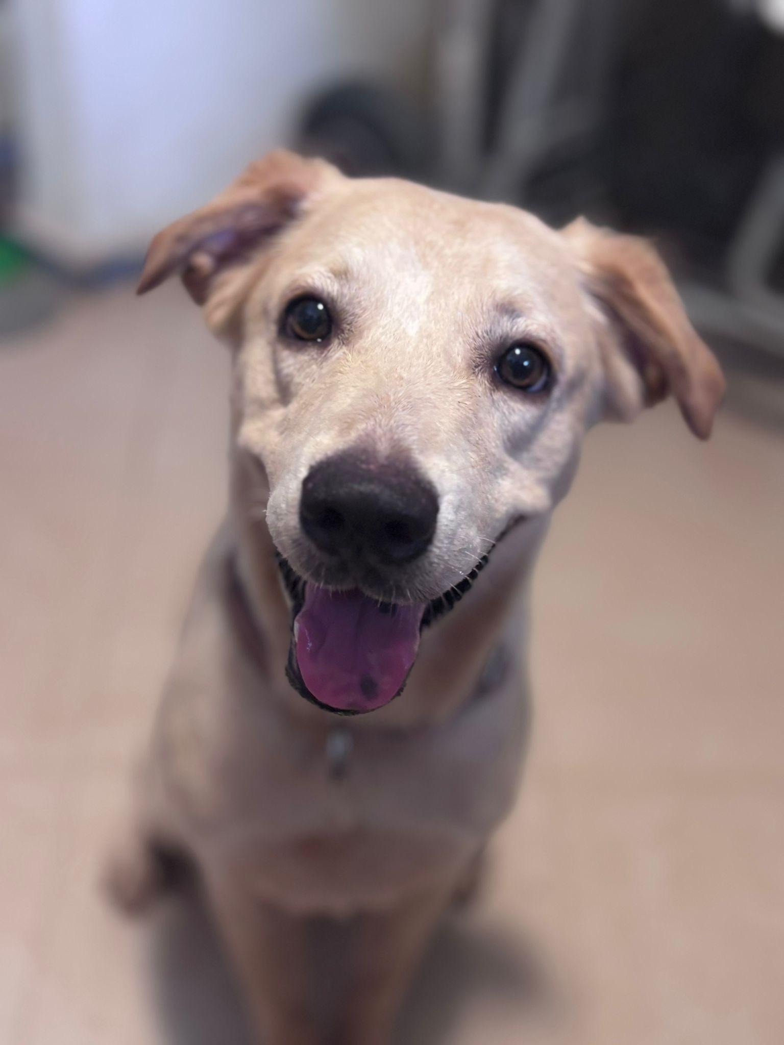 Enlarge Daisy, a Adoptable mixed breed in Loiza, PR image 6/6