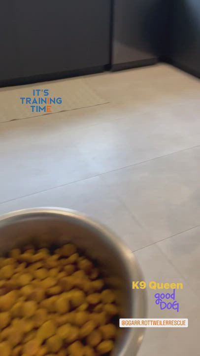 Enlarge Queen, a Adoptable Rottweiler in Alachua, FL video 5/8