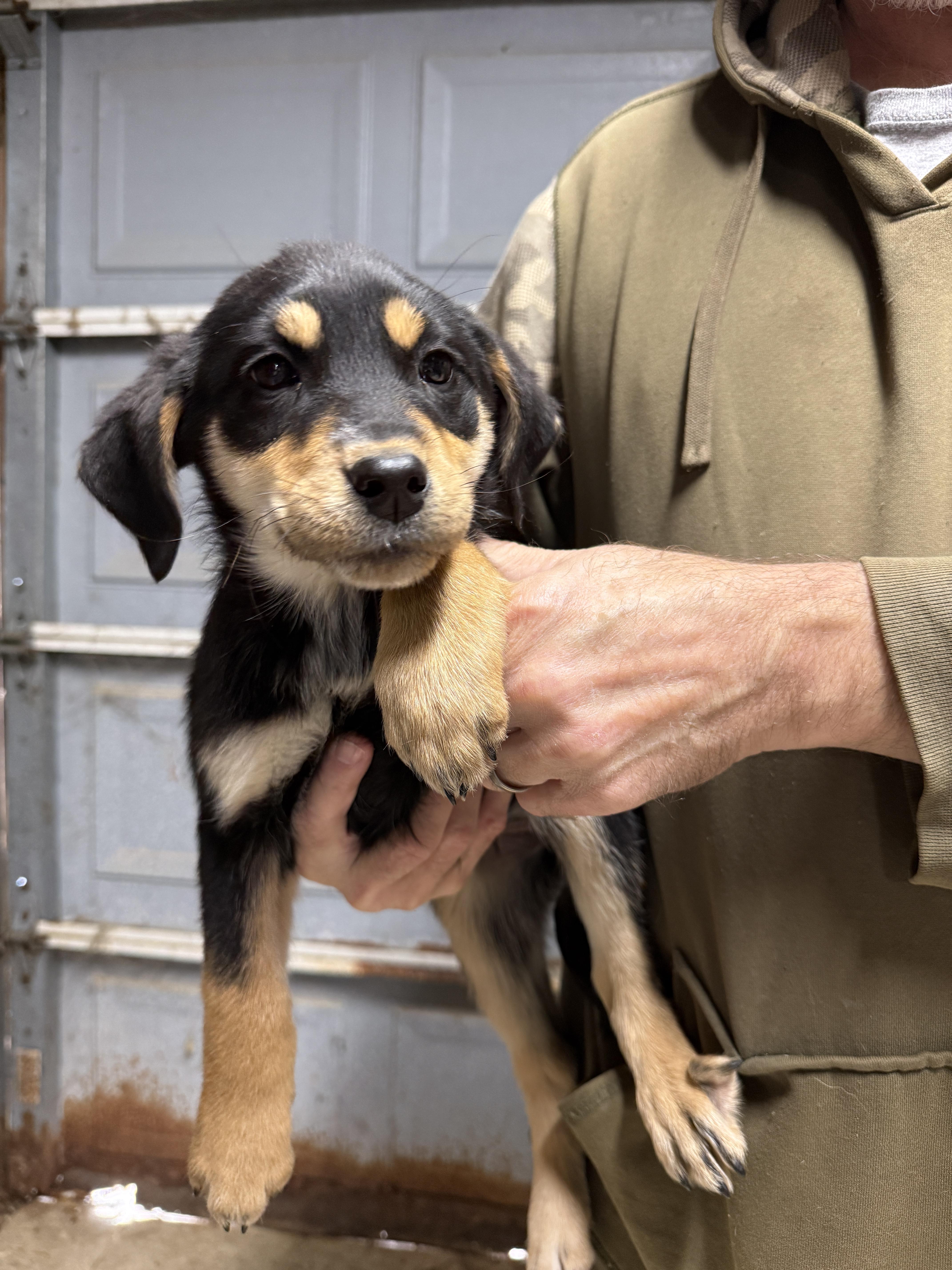 Enlarge Ellie, a ADOPTABLE mixed breed in Erin, TN image 1/1