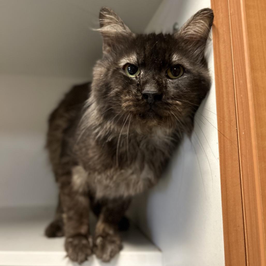 Eli Gemstone **Off-Site Foster Home**, a Adoptable Domestic Long Hair in Troy, IL image 1/2