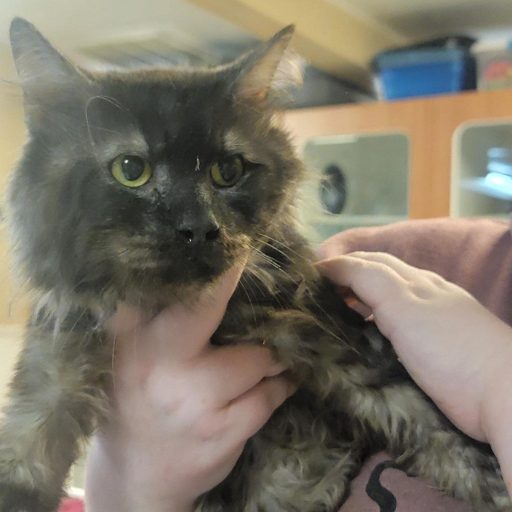 Eli Gemstone **Off-Site Foster Home**, a Adoptable Domestic Long Hair in Troy, IL image 2/2