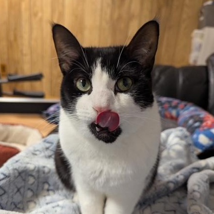 Enlarge Hammy, a ADOPTABLE Domestic Short Hair in Hudsonville, MI image 2/4