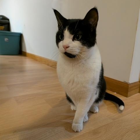 Enlarge Hammy, a ADOPTABLE Domestic Short Hair in Hudsonville, MI image 4/4