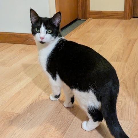 Enlarge Hammy, a ADOPTABLE Domestic Short Hair in Hudsonville, MI image 3/4