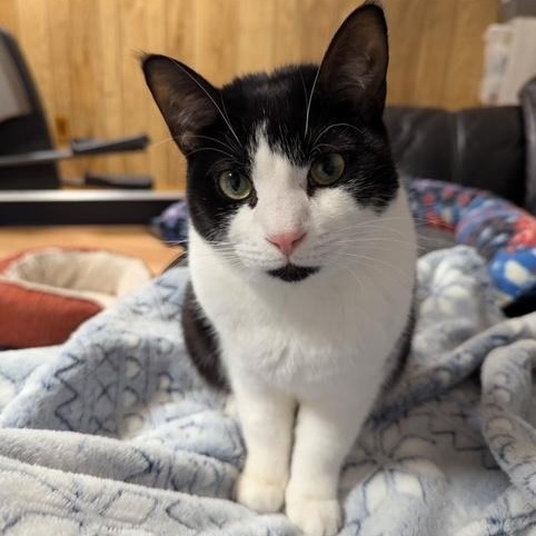 Enlarge Hammy, a ADOPTABLE Domestic Short Hair in Hudsonville, MI image 1/4