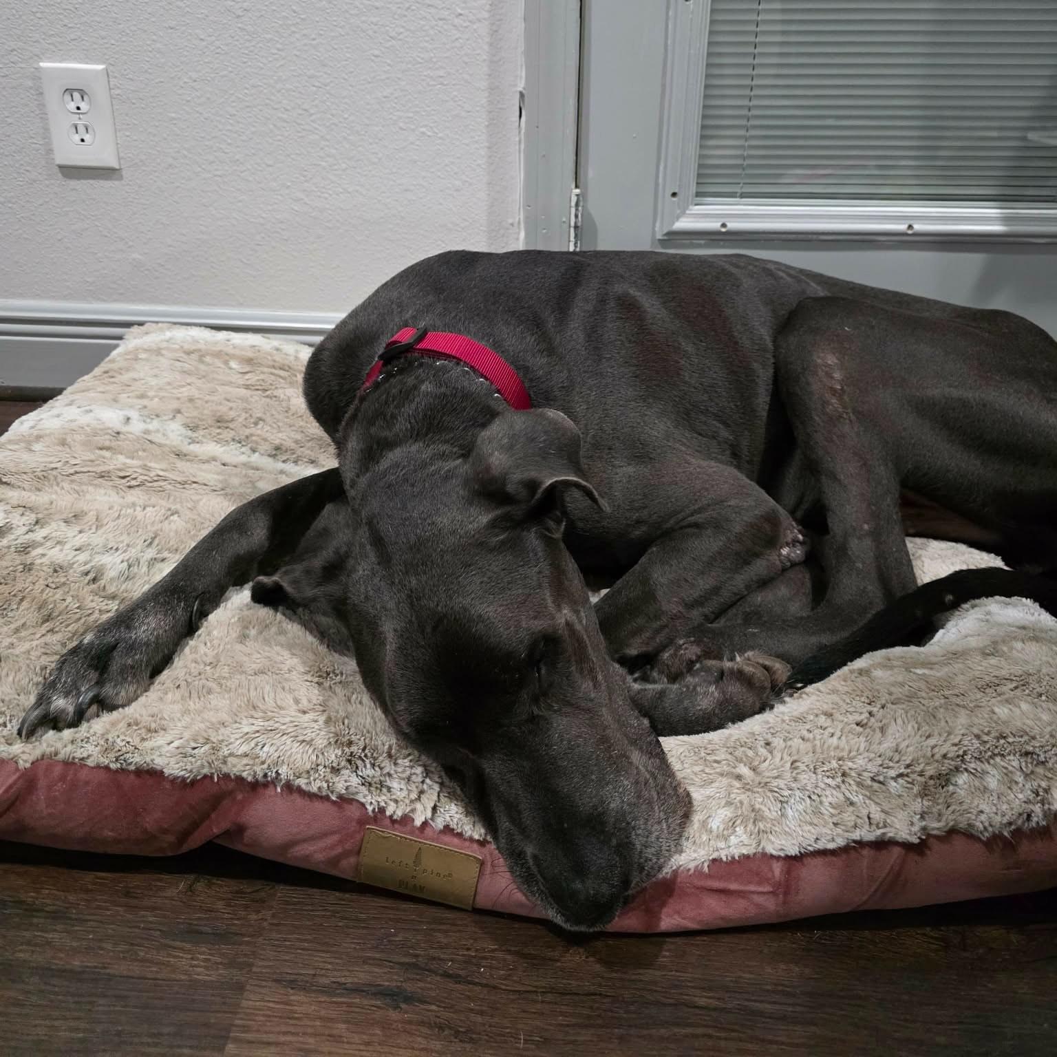 Enlarge Ozzy, a ADOPTABLE Great Dane in Bullard, TX image 2/5