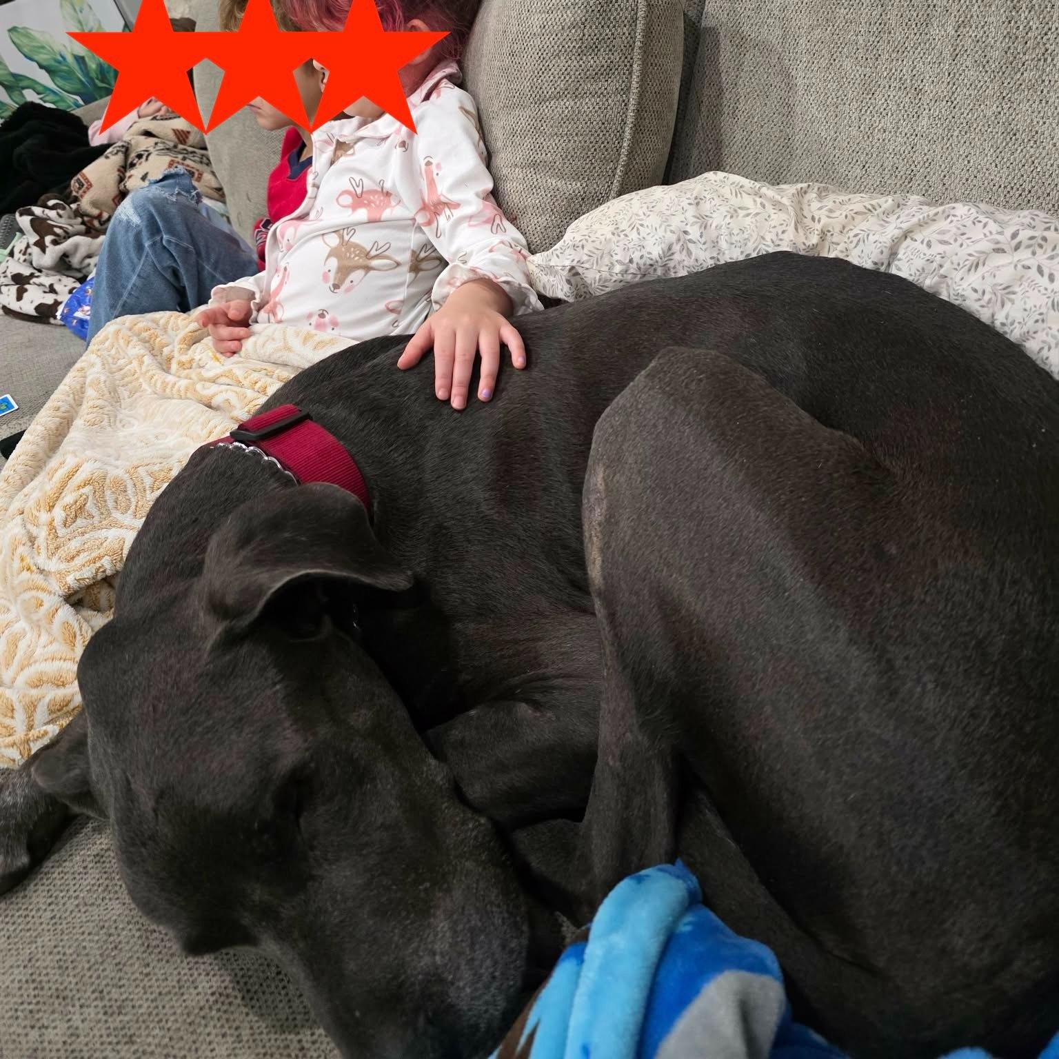 Enlarge Ozzy, a ADOPTABLE Great Dane in Bullard, TX image 4/5