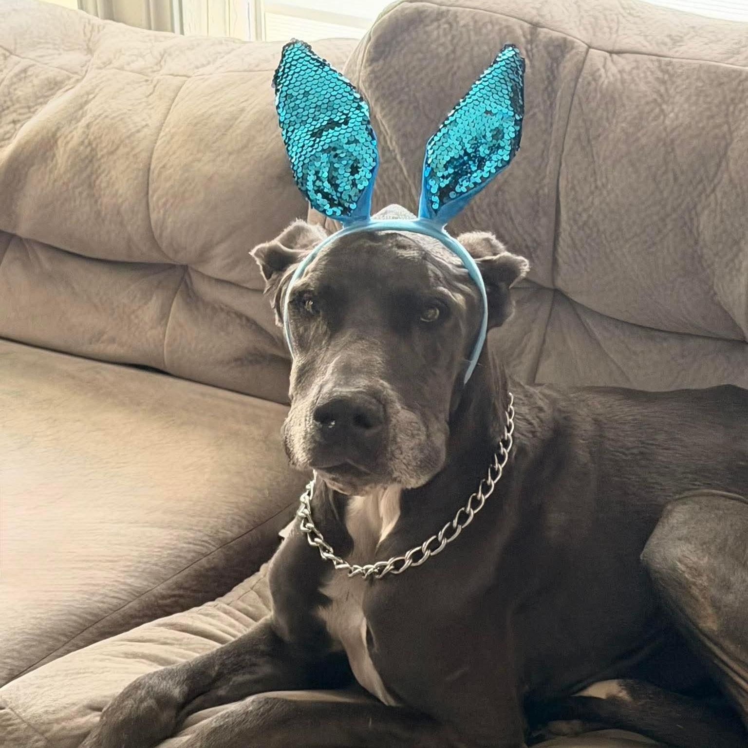 Ozzy, ADOPTABLE, Adult Male Great Dane.