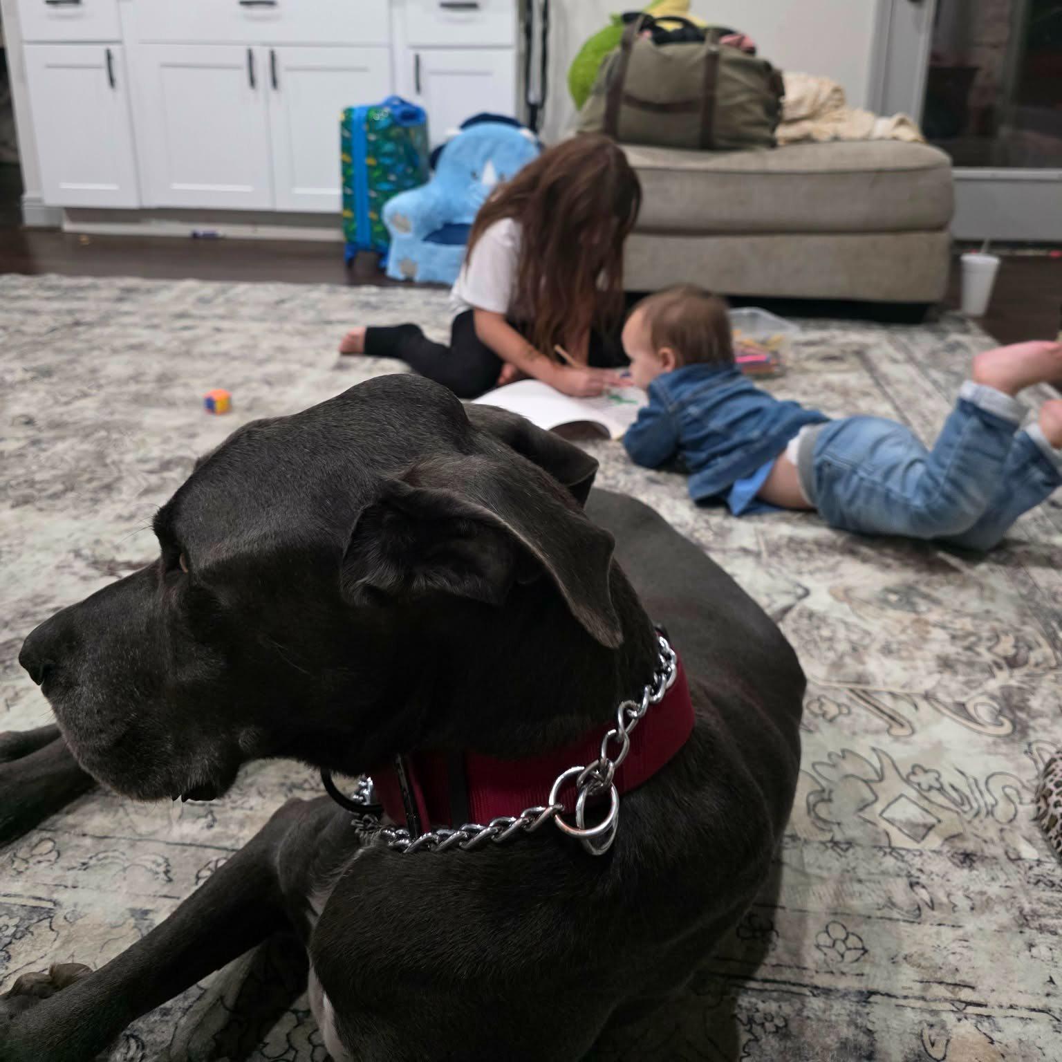 Enlarge Ozzy, a ADOPTABLE Great Dane in Bullard, TX image 5/5