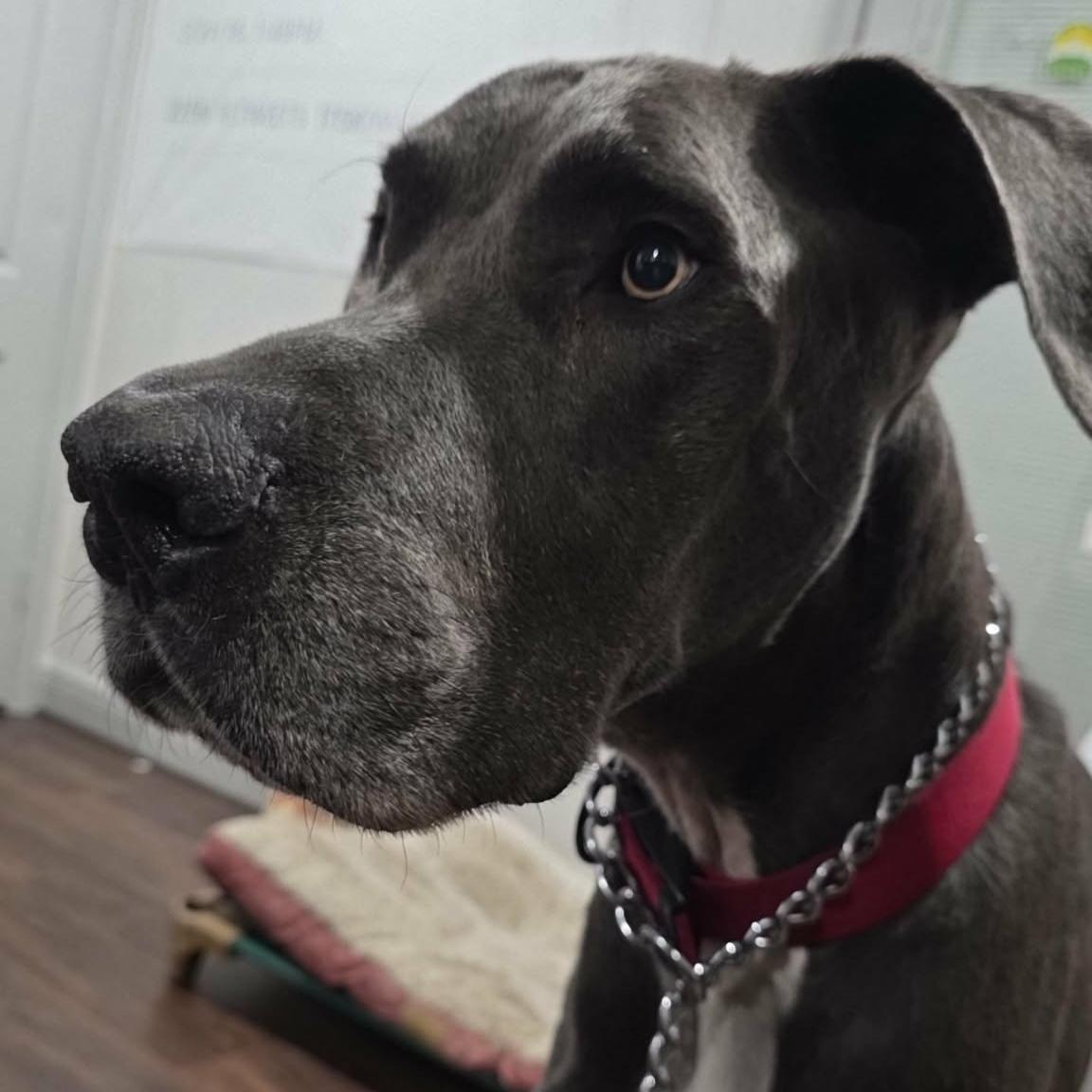 Enlarge Ozzy, a ADOPTABLE Great Dane in Bullard, TX image 3/5